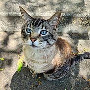 Bruce joined the competition — help win amazing prizes! cat, tabby, blue_eyes, animal, pet, outdoor, concrete, leaves, shadow, sunlight, fur, whiskers, ears, sitting, close_up, nature, curious, mammal, cute, domestic_cat