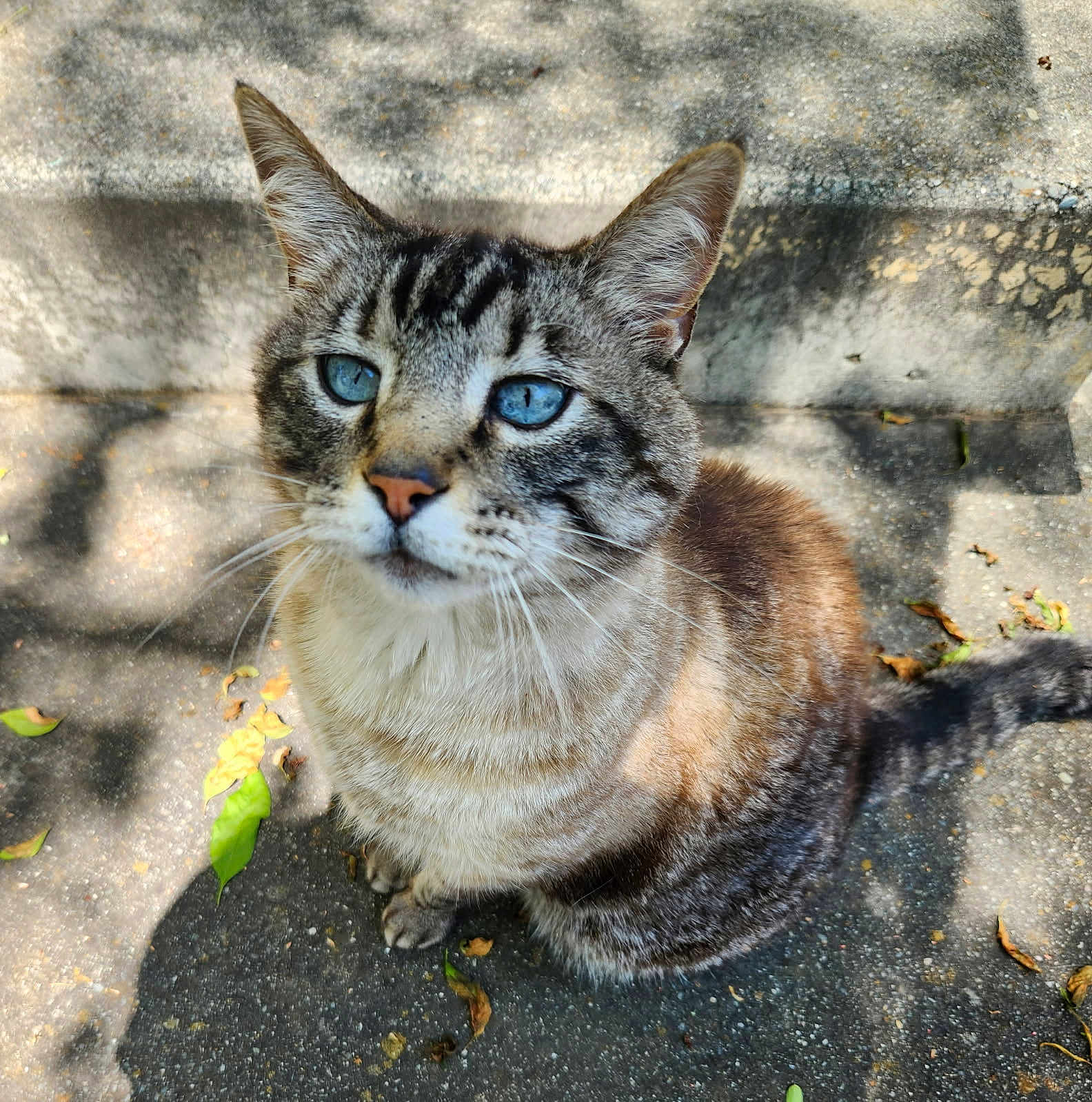 Bruce joined the competition — help win amazing prizes! cat, tabby, blue_eyes, animal, pet, outdoor, concrete, leaves, shadow, sunlight, fur, whiskers, ears, sitting, close_up, nature, curious, mammal, cute, domestic_cat