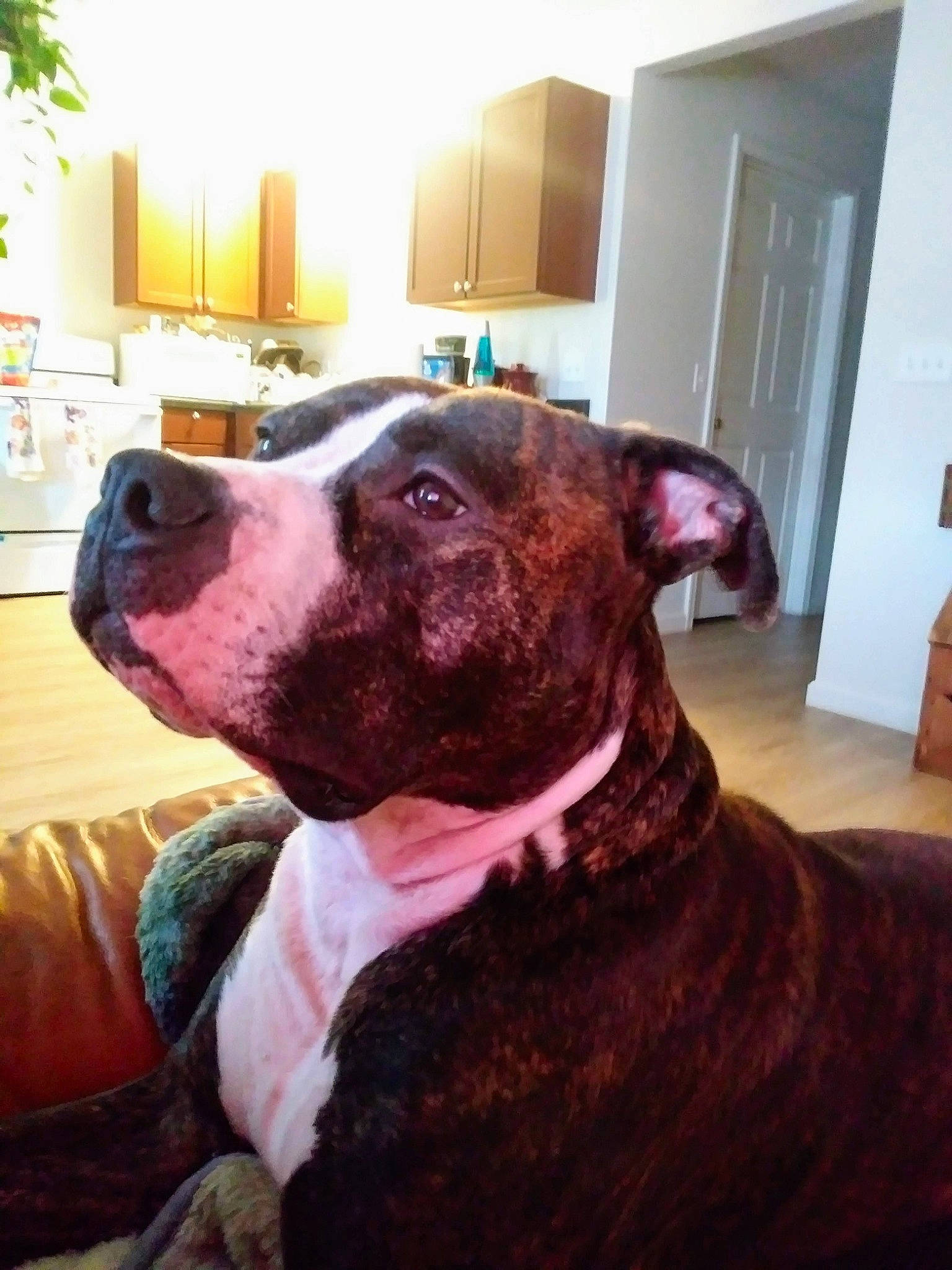 Zen is registered to the contest to win money with this photo: alaunt, american_bulldog, american_pit_bull_terrier, american_staffordshire_terrier, bandog, bullmastiff, bully_kutta, canidae, carnivore, dog, dog_breed, dog_collar, fawn, mammal, non_sporting_group, pit_bull, snout, sporting_group, staffordshire_bull_terrier, vertebrate