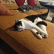 Naïroby a rejoint le concours — aidez-le/la à gagner de superbes lots ! animal, blanket, calico, cat, couch, cozy, curious, floor, fur, furniture, home, indoor, living_room, looking, pet, pillow, relaxing, stretching, table, tail