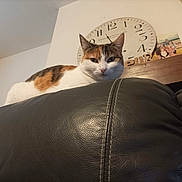 Tokyo a rejoint le concours — aidez-le/la à gagner de superbes lots ! animal, calico_cat, cat, clock, closeup, cute, domestic_animal, ears, family_photo, feline, furniture, home, indoor, leather_couch, living_room, pet, relaxed, resting, wall, whiskers