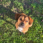 Nylah is registered to the contest to win money with this photo: dog, brown_dog, grass, outdoor, sunlight, pet, canine, animal, ears, looking_up, nature, mammal, cute, floppy_ears, fur, ground, daylight, closeup, adorable, portrait