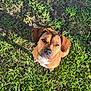 dog, brown_dog, grass, outdoor, sunlight, pet, canine, animal, ears, looking_up, nature, mammal, cute, floppy_ears, fur, ground, daylight, closeup, adorable, portrait