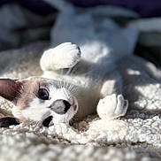 Jovi joined the competition — help win amazing prizes! animal, blanket, cat, closeup, cozy, cute, feline, fluffy, fur, indoor, lying_down, paw, pet, playful, relaxing, resting, sleepy, soft, sunlight, whiskers