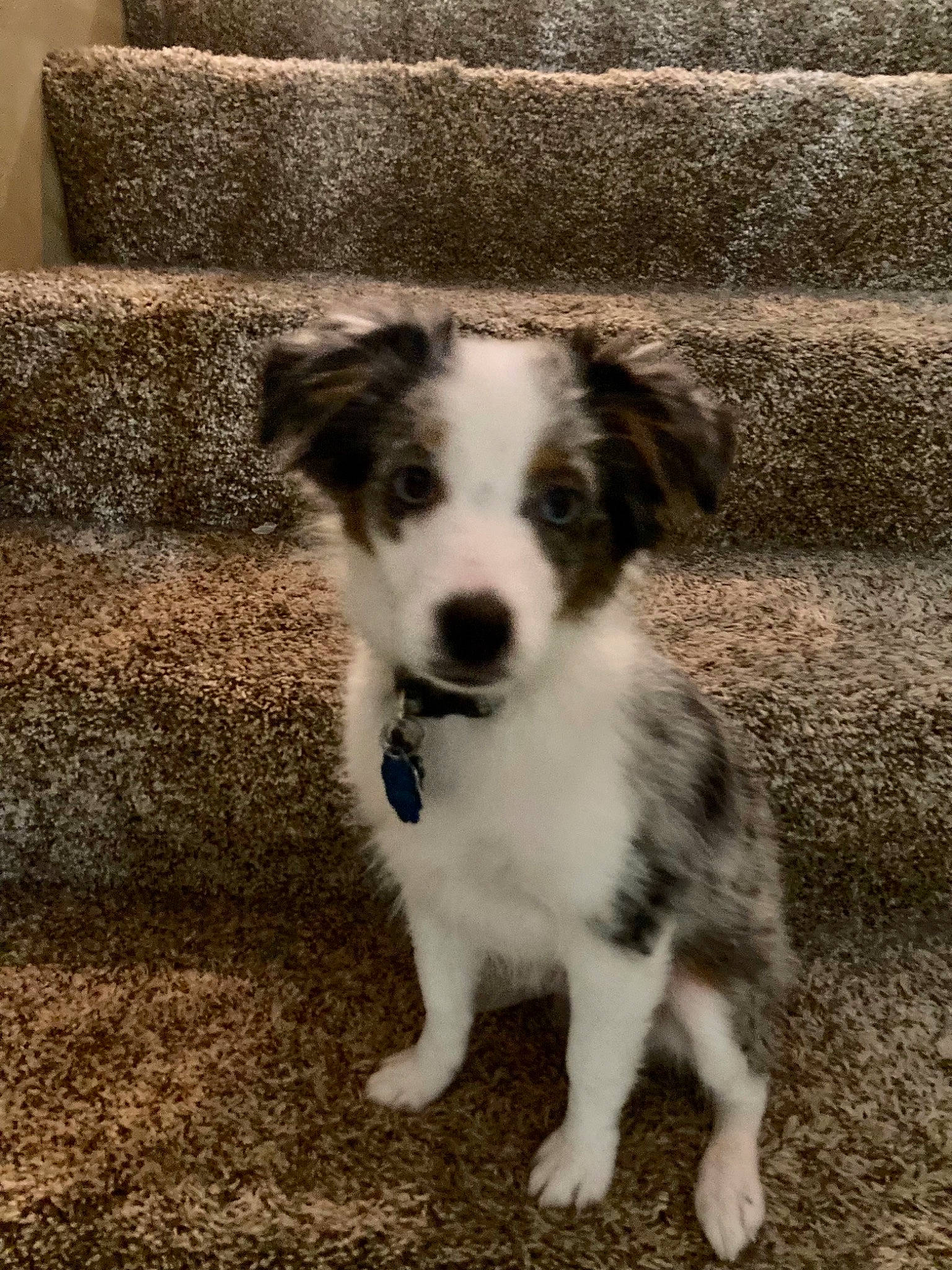 Norman joined the competition — help win amazing prizes! art, australian_shepherd, canidae, carnivore, companion_dog, dog, dog_breed, herding_dog, paw, puppy, snout, soil, sporting_group, terrestrial_animal, whiskers, working_animal, working_dog