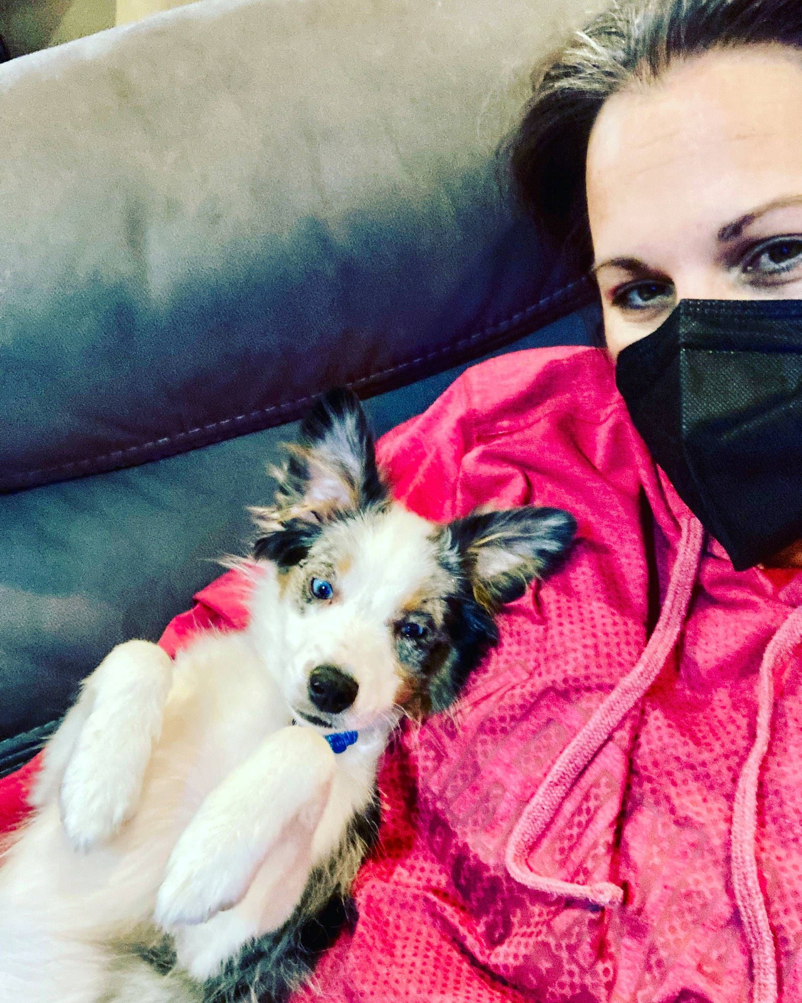 Norman joined the competition — help win amazing prizes! canidae, carnivore, comfort, companion_dog, couch, dog, dog_breed, dog_supply, eyelash, eyewear, fawn, fur, goggles, snout, sporting_group, street_fashion, sunglasses, toy_dog, vision_care, whiskers
