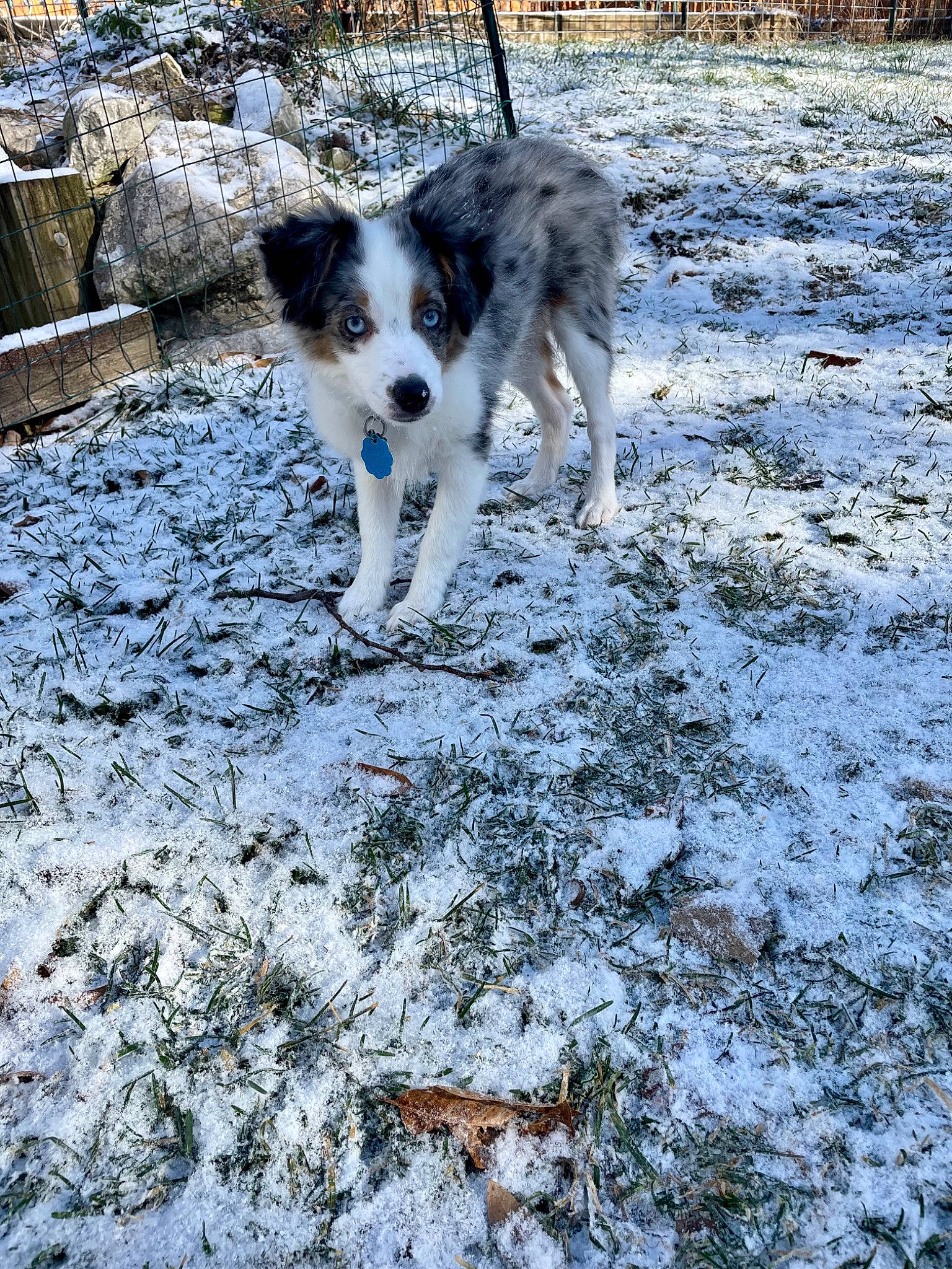 Norman joined the competition — help win amazing prizes! australian_shepherd, canidae, carnivore, companion_dog, dog, dog_breed, freezing, herding_dog, plant, snow, tail, terrestrial_animal, tree, wildlife, winter, working_dog