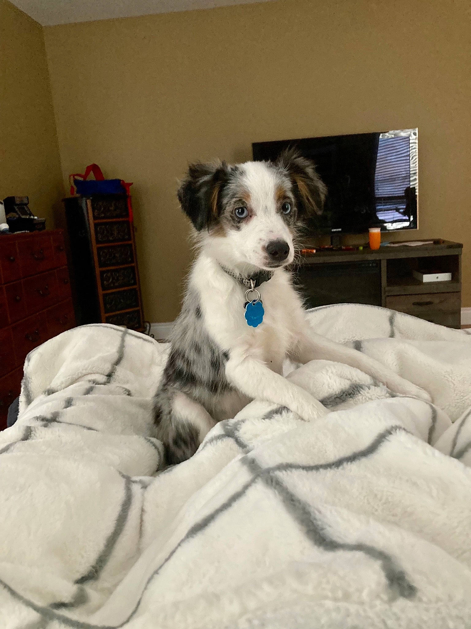 Norman joined the competition — help win amazing prizes! canidae, carnivore, comfort, companion_dog, computer_monitor, dog, dog_breed, dog_supply, drawer, duvet, fur, linens, room, small_terrier, snout, sporting_group, television, terrier, toy_dog, working_animal