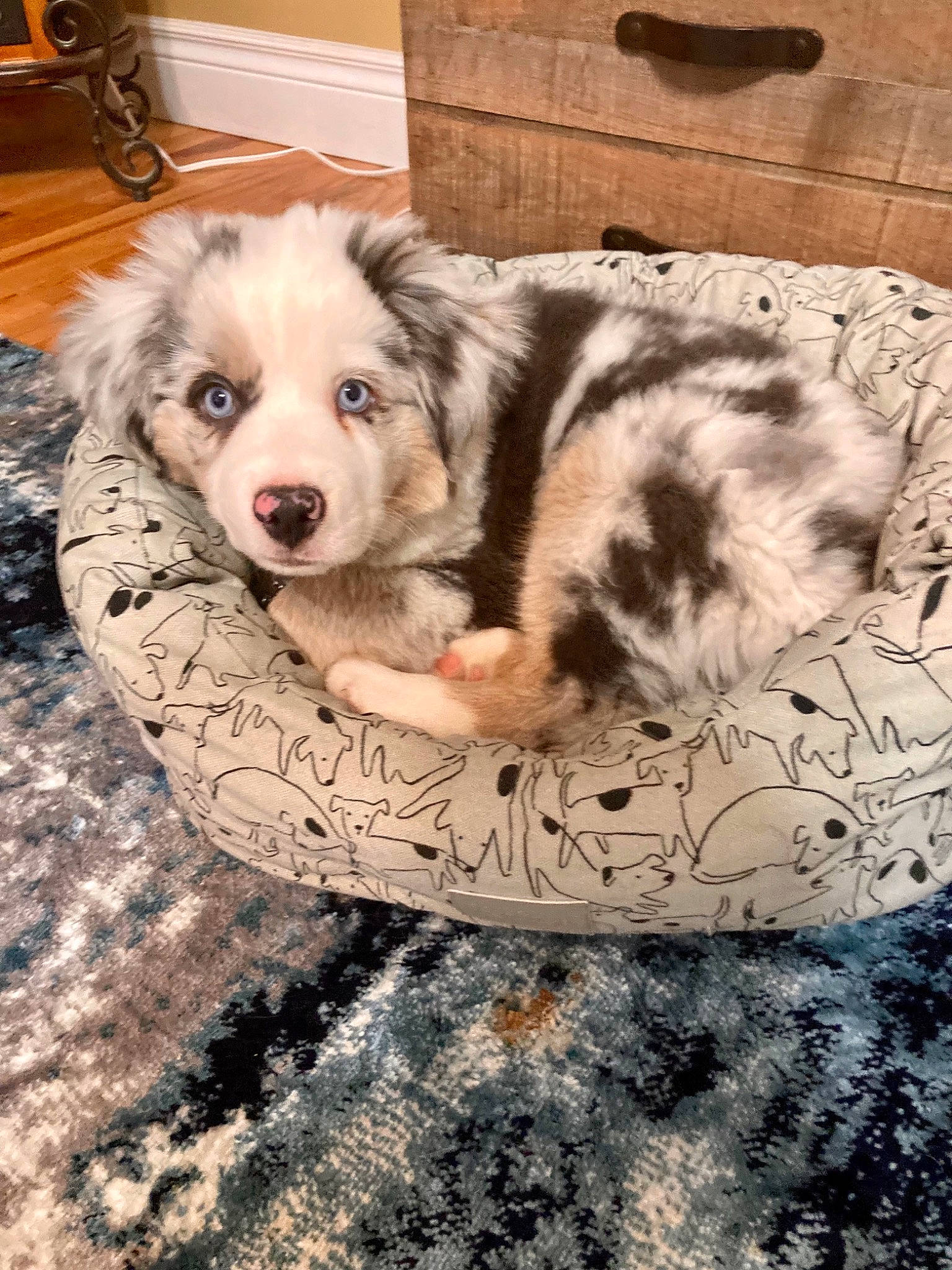 Casper joined the competition — help win amazing prizes! bicycle_wheel, carnivore, chair, companion_dog, dog, dog_breed, fawn, flooring, fur, paw, snout, sporting_group, terrestrial_animal, tire, wheel, whiskers, wood, working_animal, working_dog