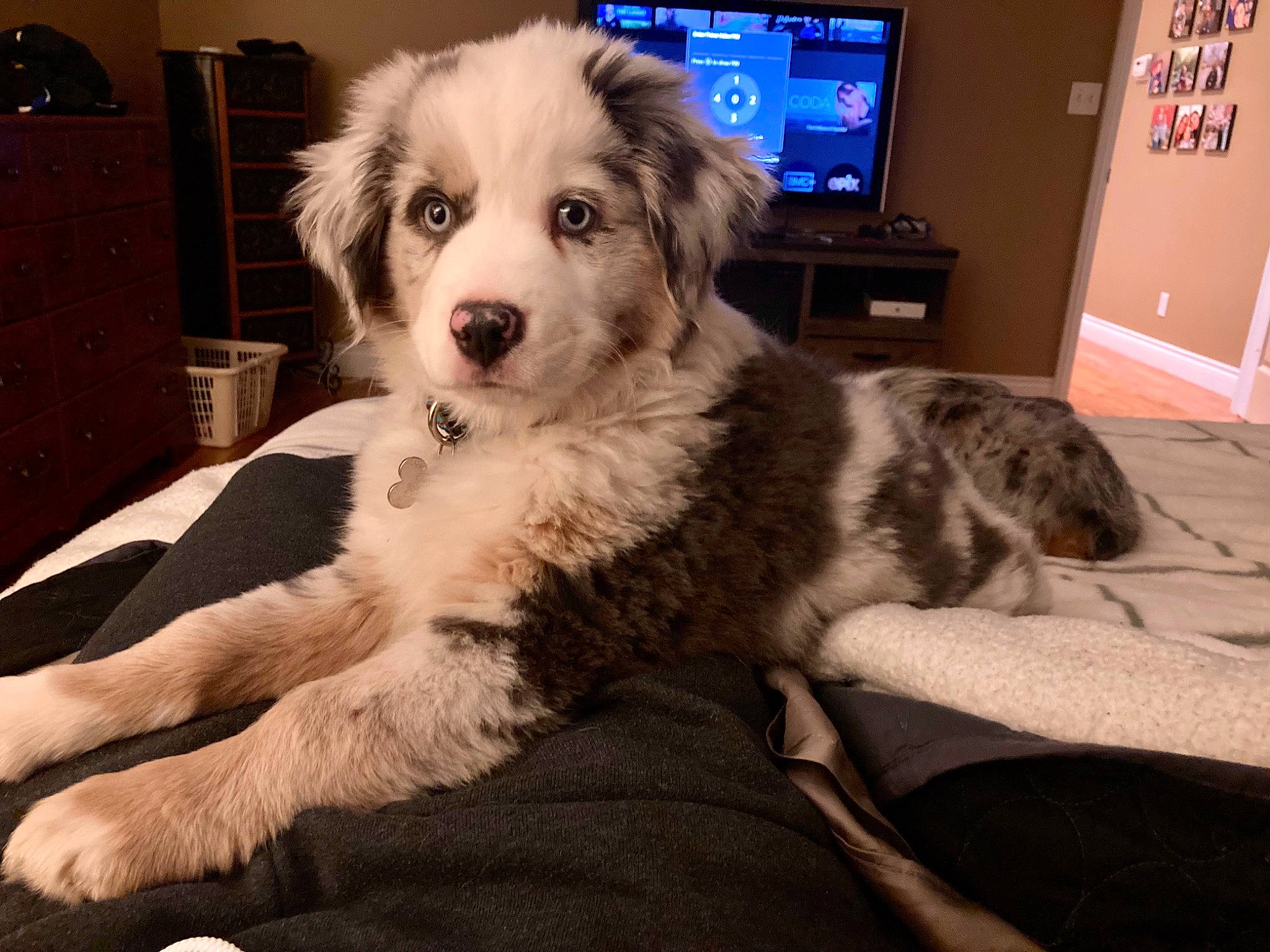 Casper is registered to the contest to win money with this photo: ball, cabinetry, canidae, carnivore, chair, comfort, companion_dog, dog, dog_breed, fur, labradoodle, paw, puppy_love, snout, spaniel, sporting_group, terrier, toy_dog, whiskers, working_animal