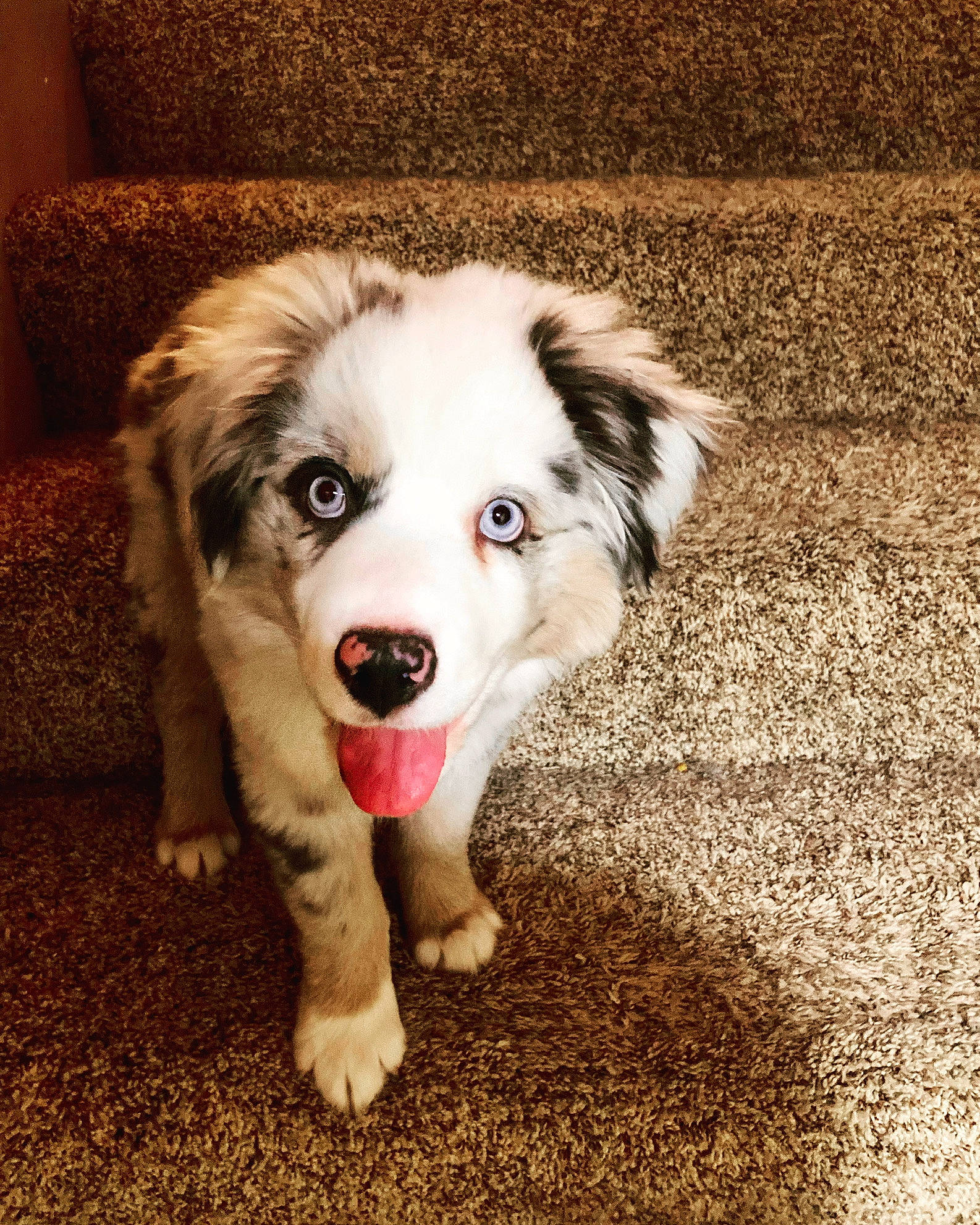 Casper is registered to the contest to win money with this photo: canidae, carnivore, companion_dog, couch, dog, dog_breed, fang, flash_photography, flooring, fur, grass, happy, herding_dog, jaw, paw, plant, snout, sporting_group, whiskers, working_dog