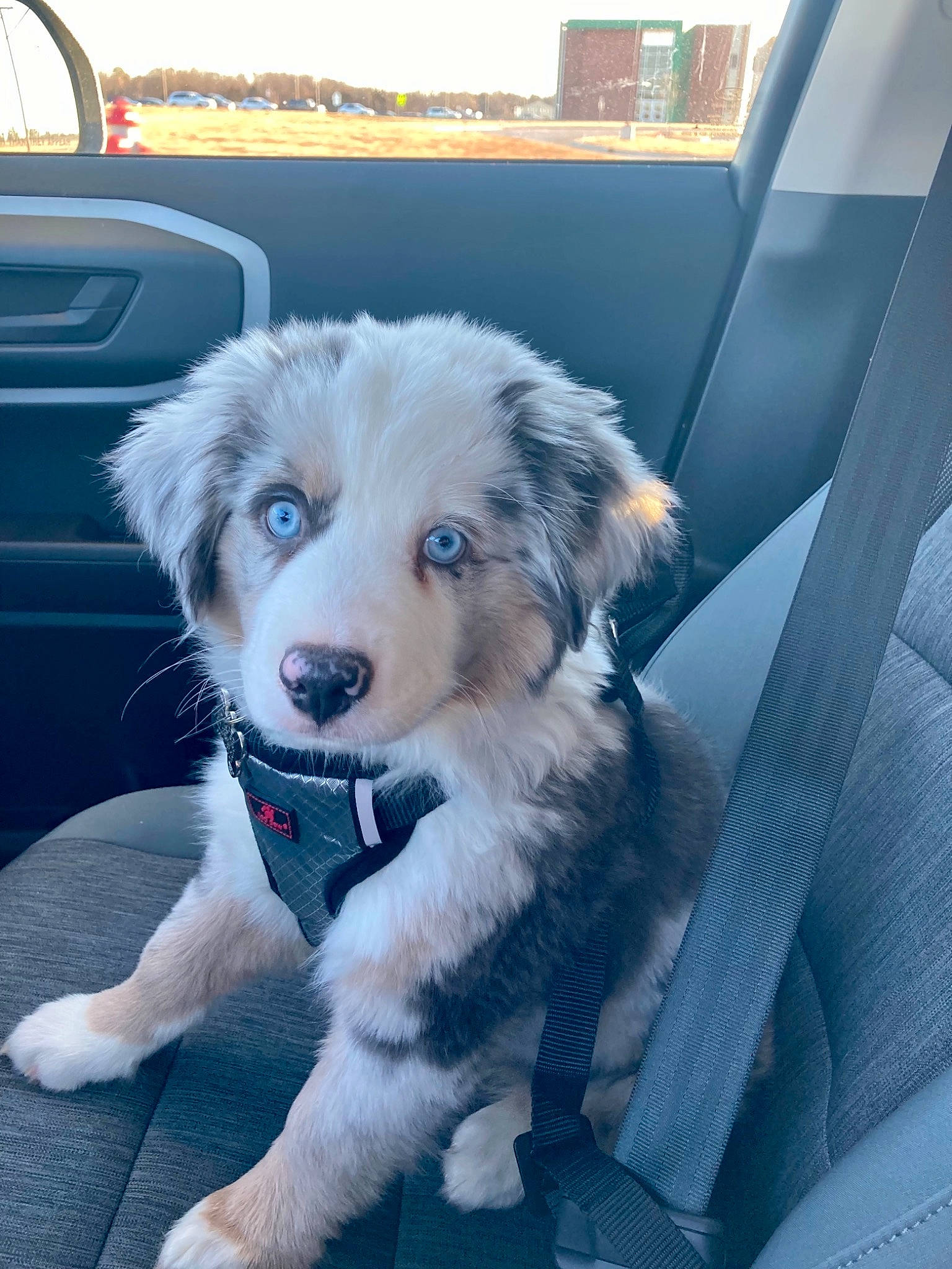 Casper is registered to the contest to win money with this photo: ancient_dog_breeds, border_collie, canidae, car, carnivore, companion_dog, dog, dog_breed, fur, herding_dog, paw, plant, puppy, sky, snout, sporting_group, tire, vehicle, working_dog