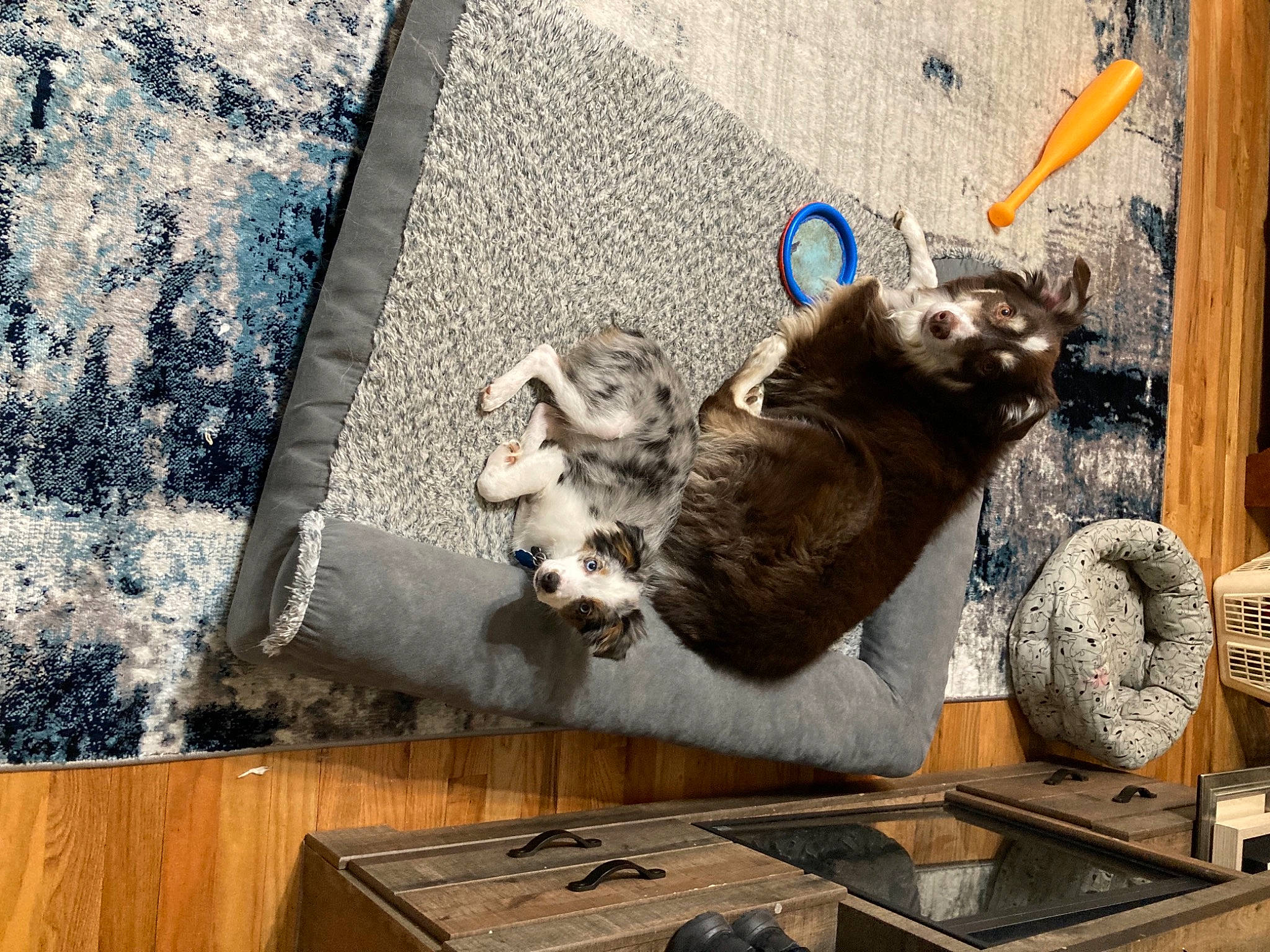 Captain joined the competition — help win amazing prizes! art, carnivore, cat, concrete, domestic_short_haired_cat, facade, felidae, flooring, fur, hardwood, metal, rectangle, road_surface, small_to_medium_sized_cats, table, tail, visual_arts, whiskers, wood, wood_stain