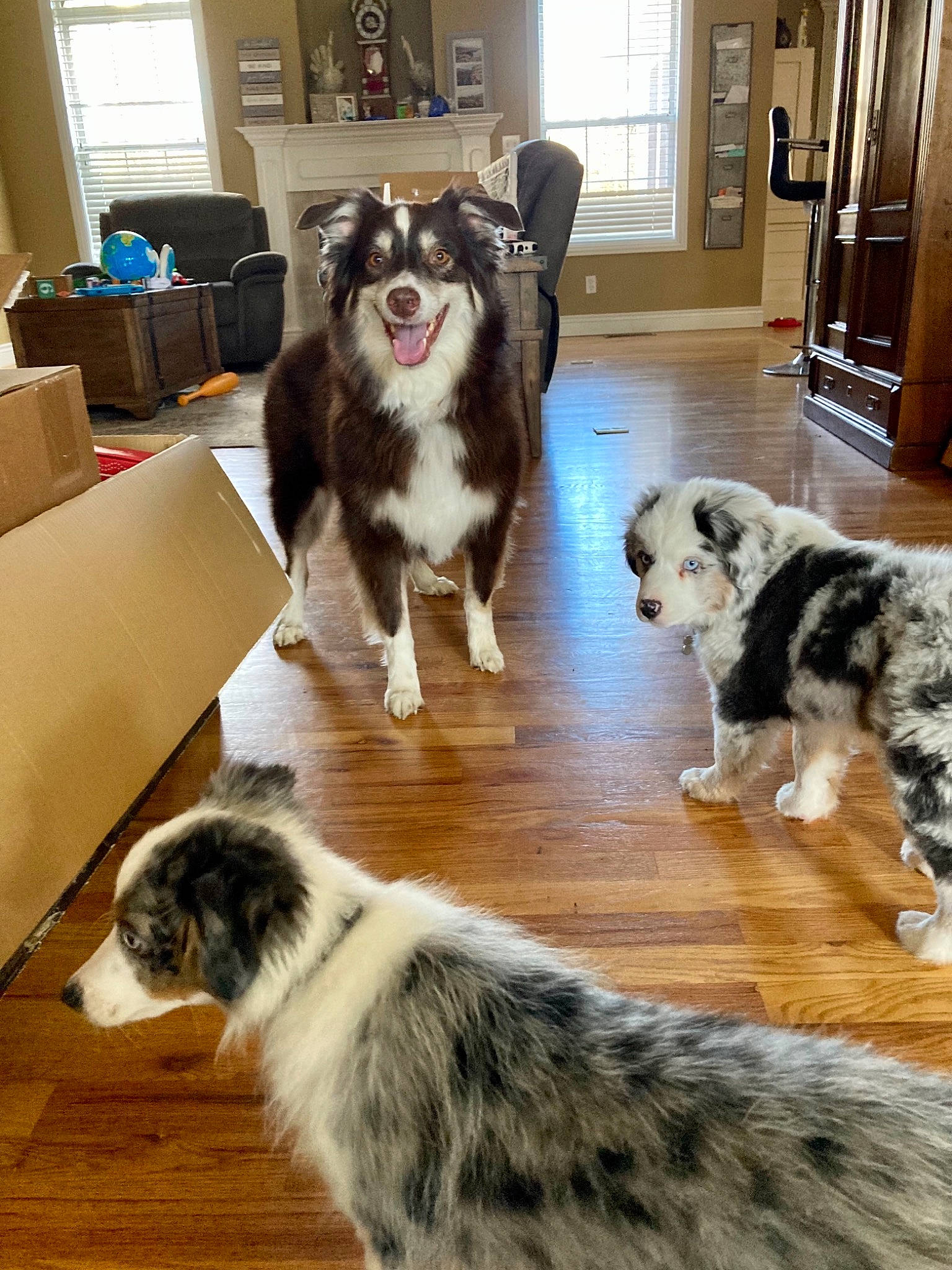 Captain is registered to the contest to win money with this photo: carnivore, companion_dog, dog, dog_breed, door, felidae, floor, flooring, fur, hardwood, herding_dog, living_room, mammal, shipping_box, sporting_group, tail, vertebrate, window, wood, working_animal