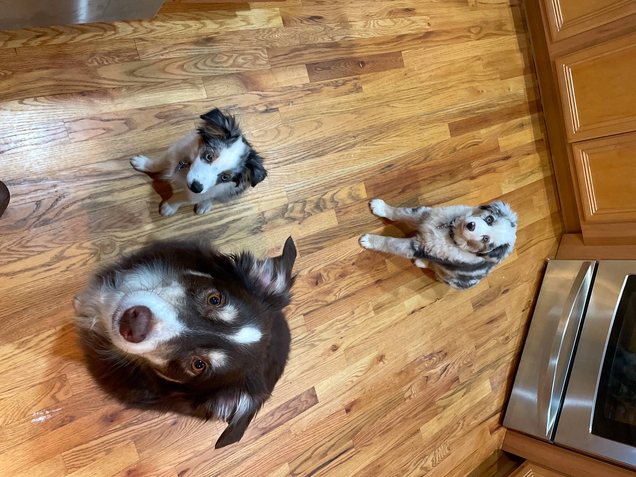 Captain is registered to the contest to win money with this photo: carnivore, companion_dog, dog, dog_breed, fawn, felidae, floor, flooring, fur, hardwood, laminate_flooring, mammal, paw, small_to_medium_sized_cats, snout, tail, whiskers, wood, wood_flooring, wood_stain