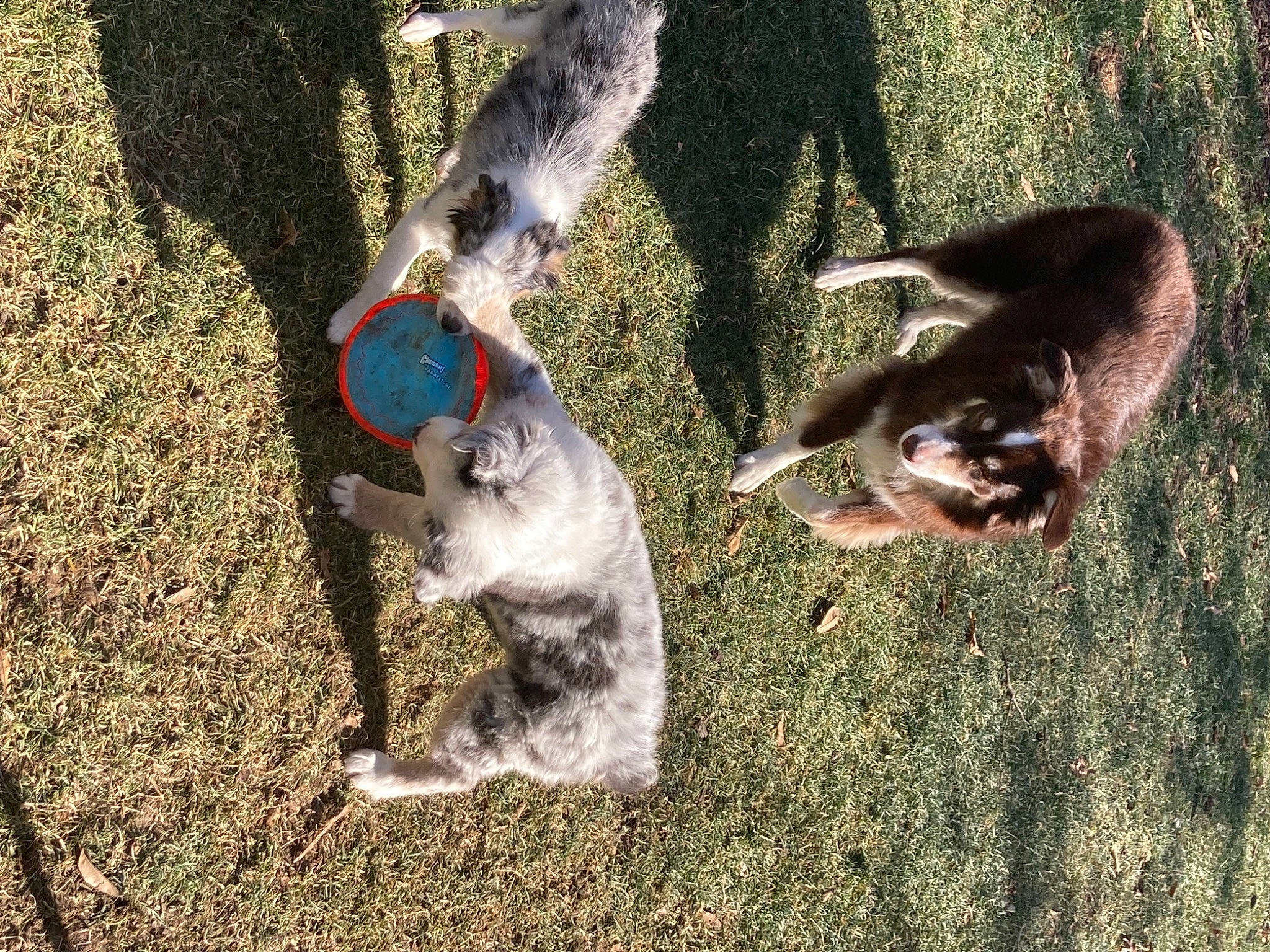 Captain joined the competition — help win amazing prizes! canidae, carnivore, cat, companion_dog, dog, dog_breed, felidae, grass, mammal, small_to_medium_sized_cats, soil, sporting_group, tail, tree, vertebrate