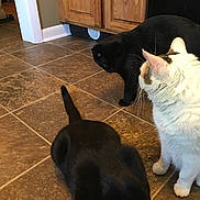 Egypt is registered to the contest to win money with this photo: animal, black_cat, cabinet, cat, curious, domestic_cat, feline, floor, floor_tile, fur, indoor, kitchen, mammal, pet, tail, three_cats, tile_floor, whiskers, white_cat, wooden_cabinet