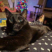 Pharaoh is registered to the contest to win money with this photo: animal, black_cat, blanket, cat, christmas_lights, close_up, couch, cozy, curious, fur, furniture, heart_pattern, holiday_decor, indoor, living_room, paw, pet, relaxing, soft_lighting, whiskers
