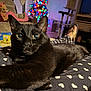 Pharaoh is registered to the contest to win money with this photo: animal, black_cat, blanket, cat, christmas_lights, close_up, couch, cozy, curious, fur, furniture, heart_pattern, holiday_decor, indoor, living_room, paw, pet, relaxing, soft_lighting, whiskers