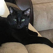 Pharaoh is registered to the contest to win money with this photo: black_cat, cat, pet, animal, indoor, feline, sofa, couch, fur, green_eyes, relaxed, resting, whiskers, ears, close_up, domestic_cat, mammal, home, comfort, laying_down