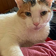 Samantha joined the competition — help win amazing prizes! animal, background, calico_cat, cat, close_up, cozy, cute, domestic_animal, feline, fur, green_eyes, indoor, pet, pink_fabric, portrait, relaxed, resting, soft_light, sports_theme, whiskers