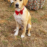 Aïko participe au concours pour gagner de l'argent avec cette photo : animal, bow_tie, brown_dog, canine, cute, dog, domestic_animal, event, floral_dress, friendly, grass, nature, outdoor, party, person, pet, sitting, summer, table, tablecloth