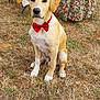 animal, bow_tie, brown_dog, canine, cute, dog, domestic_animal, event, floral_dress, friendly, grass, nature, outdoor, party, person, pet, sitting, summer, table, tablecloth