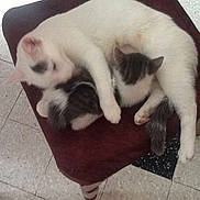 Chipie a rejoint le concours — aidez-le/la à gagner de superbes lots !