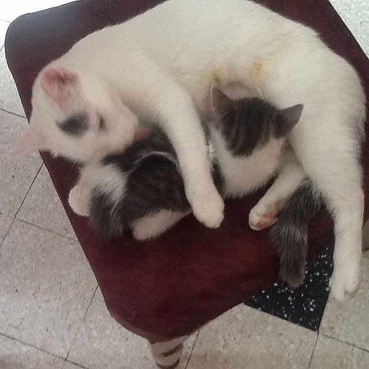 Chipie a rejoint le concours — aidez-le/la à gagner de superbes lots !