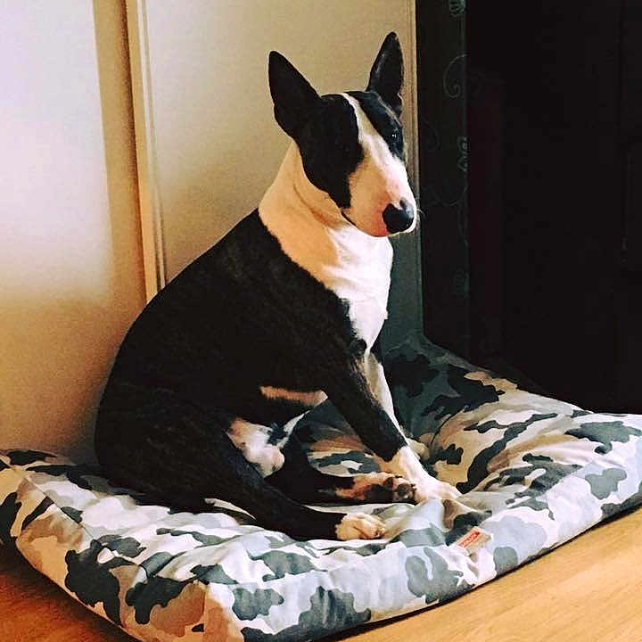 Iros participe au concours pour gagner de l'argent avec cette photo : basenji, bull_terrier_miniature, canidae, carnivore, dog, dog_bed, dog_breed, ear, furniture, linens, mammal, vertebrate