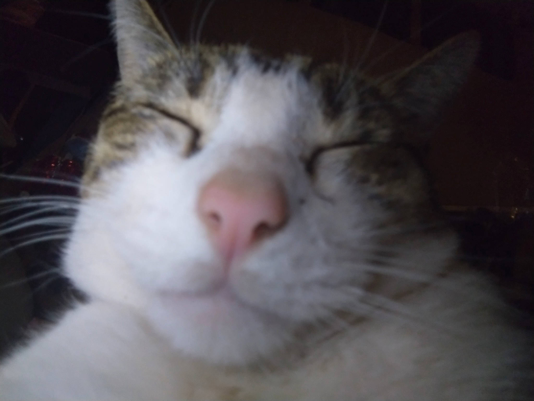 Cypress is registered to the contest to win money with this photo: carnivore, cat, cloud, domestic_short_haired_cat, felidae, fur, nap, paw, sky, sleep, small_to_medium_sized_cats, terrestrial_animal, whiskers