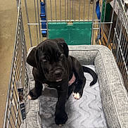 Sirus joined the competition — help win amazing prizes! puppy, dog, pet_bed, shopping_cart, store, aisle, boxes, floor, black_dog, white_paws, indoor, animal, cute, pet, young_dog, canine, resting, shopping, commerce, retail