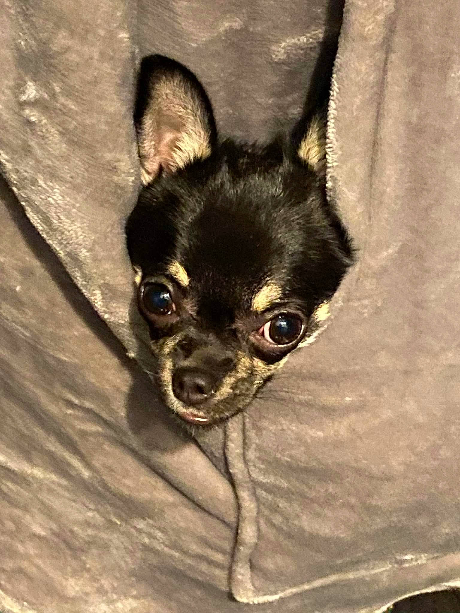 Lottie joined the competition — help win amazing prizes! canidae, carnivore, chihuahua, companion_dog, corgi_chihuahua, dog, dog_breed, ear, eye, fawn, fur, grey, head, russkiy_toy, snout, sporting_group, terrestrial_animal, toy_dog, whiskers, working_animal