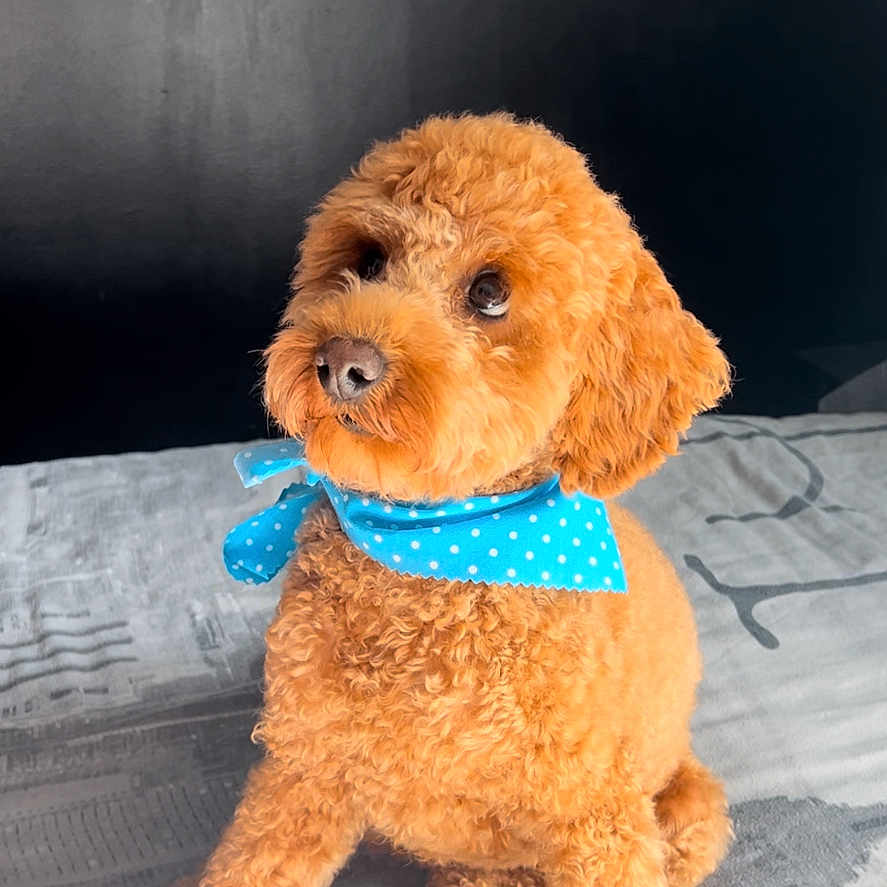 Zia is registered to the contest to win money with this photo: accessories, airedale, animal, bandana, canine, cockerspaniel, dog, formalwear, goldenretriever, headband, pet, poodle, puppy, terrier, tie, whitedog