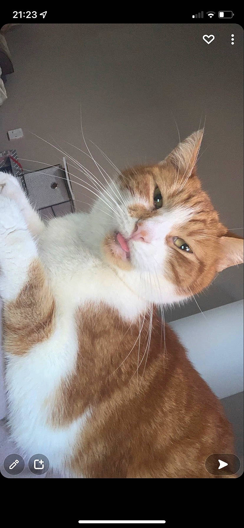 Lester is registered to the contest to win money with this photo: carnivore, cat, claw, collar, domestic_short_haired_cat, ear, fawn, felidae, fur, paw, small_to_medium_sized_cats, snout, tail, whiskers, window