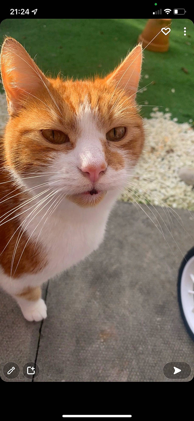 Lester joined the competition — help win amazing prizes! carnivore, cat, claw, domestic_short_haired_cat, fawn, felidae, foot, fur, grass, human_leg, paw, road_surface, sitting, small_to_medium_sized_cats, snout, tail, terrestrial_animal, whiskers, window