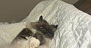 Meezer joined the competition — help win amazing prizes! cat, fluffy, seal_point, long_hair, blue_eyes, sleeping, lounging, upside_down, paws, whiskers, indoor, bed, quilt, bedding, cozy, white, brown, portrait, cute, pet