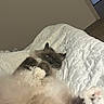 cat, fluffy, seal_point, long_hair, blue_eyes, sleeping, lounging, upside_down, paws, whiskers, indoor, bed, quilt, bedding, cozy, white, brown, portrait, cute, pet