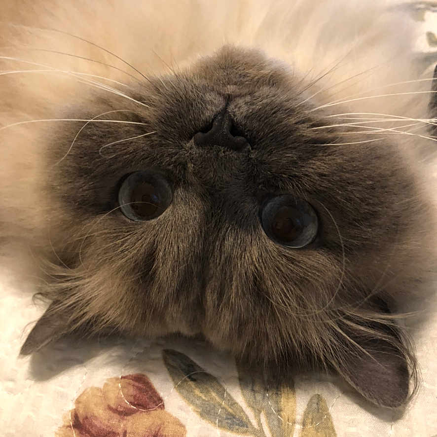 Meezer joined the competition — help win amazing prizes! cat, fluffy_cat, long_hair, blue_eyes, pet, animal, upside_down, close_up, portrait, whiskers, nose, fur, relaxed, indoor, blanket, floral_pattern, cable, centered, funny_expression, photography