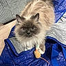 Meezer joined the competition — help win amazing prizes! cat, fluffy, long_hair, blue_eyes, pet, animal, sitting, toy_mouse, shopping_bag, blue_bag, indoors, couch, textured_fabric, portrait, closeup, whiskers, pointed_ears, cream_fur, dark_face, cute