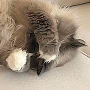 Meezer is registered to the contest to win money with this photo: cat, fluffy, gray_and_white, longhaired, pet, animal, upside_down, sleeping, relaxed, paws, tail, whiskers, fur, cozy, indoor, couch, soft_surface, closeup, funny_pose, photography
