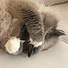 cat, fluffy, gray_and_white, longhaired, pet, animal, upside_down, sleeping, relaxed, paws, tail, whiskers, fur, cozy, indoor, couch, soft_surface, closeup, funny_pose, photography