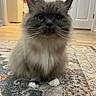 Meezer is registered to the contest to win money with this photo: cat, fluffy, gray_cat, white_chest, long_hair, whiskers, blue_eyes, sitting, pet, animal, portrait, close_up, indoor, home, rug, floor, kitchen, door, cute, serious_expression