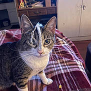 Thief is registered to the contest to win money with this photo: animal, blanket, cabinet, cat, cozy, curious, ears, eyes, feline, furniture, home, indoor, nose, paws, pet, plaid, shelf, string, tabby_cat, whiskers