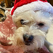 Daisy May joined the competition — help win amazing prizes! dog, cat, santa_hat, white_dog, calico_cat, blanket, indoor, pet, sleepy, close_up, fur, nose, animal, holiday, festive, red_hat, cozy, relaxed, companion, home
