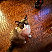 Cluie joined the competition — help win amazing prizes! cat, indoor, wooden_floor, brown_fur, white_fur, blue_eyes, pet, animal, flooring, wheel, red, curious, looking_up, domestic_cat, feline, sitting, household, closeup, cute, whiskers