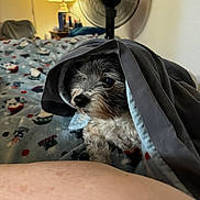 Jumper is registered to the contest to win money with this photo: animal, bed, blanket, cozy, curious, dog, fan, fur, furniture, home, human_arm, indoor, lamp, lighting, patterned_bedspread, pet, portrait, relaxation, resting, small_dog