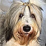dog, fluffy, long_hair, brown_eyes, black_nose, hair_ties, close_up, portrait, pet, canine, indoor, cute, furry, animal, muzzle, whiskers, fur, adorable, face, groomed