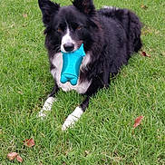 Buddy joined the competition — help win amazing prizes! dog, black_and_white, toy, grass, outdoor, pet, playful, border_collie, animal, canine, laying_down, greenery, nature, cute, fur, muzzle, ears, mouth, chewing, resting
