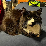 Versace joined the competition — help win amazing prizes! bed, bedding, blanket, cat, closeup, cozy, domestic_cat, fur, furniture, green_eyes, home, indoor, longhair, lying_down, nightstand, pet, portrait, tuxedo_cat, whiskers, wooden_table